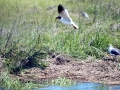 Laughing Seagull