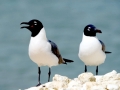 Laughing Seagull