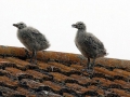 Laughing Seagull