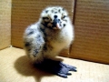 Laughing Seagull