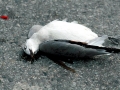 Laughing Seagull