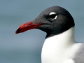 Laughing Seagull