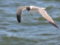 Laughing Seagull