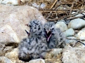 Laughing Seagull