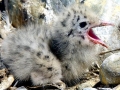 Laughing Seagull