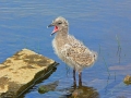 Laughing Seagull