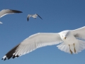 Laughing Seagull