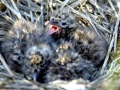 Laughing Seagull