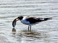 Laughing Seagull