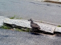 Laughing Seagull
