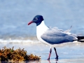 Laughing Seagull