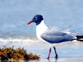 Laughing Seagull