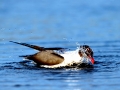 Laughing Seagull