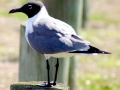 Laughing Seagull