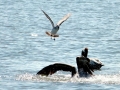 Laughing Seagull