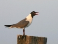 Laughing Seagull