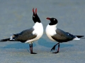 Laughing Seagull