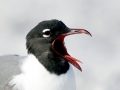 Laughing Seagull