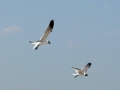 Laughing Seagull