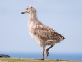 Laughing Seagull