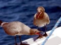 Lava Gull