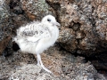 Lava Gull