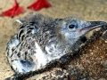 Lava Gull