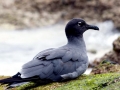 Lava Gull