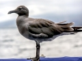Lava Gull