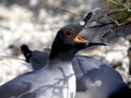 Lava Gull