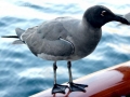 Lava Gull