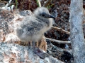 Lava Gull