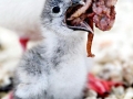 Lava Gull