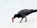 Lava Gull