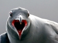 Lava Gull