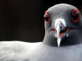 Lava Gull