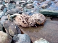 Lava Gull