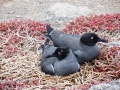 Lava Gull