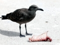 Lava Gull