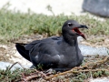Lava Gull