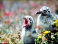 Lava Gull