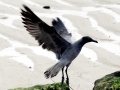 Lava Gull