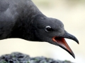 Lava Gull