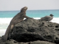 Lava Gull