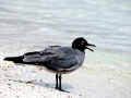 Lava Gull