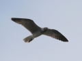 Lava Gull