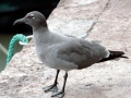 Lava Gull