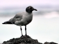 Lava Gull