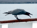 Lava Gull
