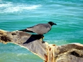 Lava Gull